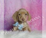Small #3 Dachshund