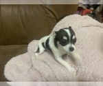 Small Photo #5 Chihuahua Puppy For Sale in AURORA, CO, USA