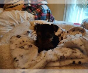 Yorkshire Terrier Puppy for sale in LE ROY, KS, USA