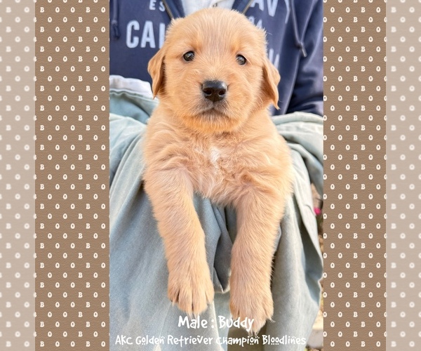 Medium Photo #1 Golden Retriever Puppy For Sale in SUGAR LAND, TX, USA