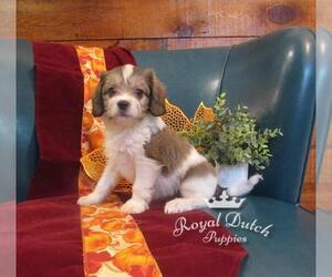 Cavachon Puppy for sale in LE MARS, IA, USA