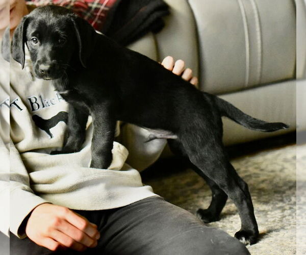 Medium Photo #3 Labrador Retriever-Unknown Mix Puppy For Sale in Mechanicsburg, PA, USA