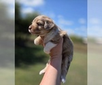 Small #9 Aussiedoodle