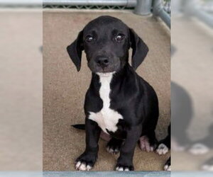 Willow - The W Litter - coming soon! - Female Labrador Retriever-Unknown Mix Dog for Adoption