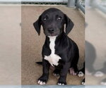 Willow - The W Litter - coming soon! - Female Labrador Retriever-Unknown Mix Dog for Adoption - Small photo