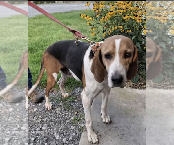 Medium Photo #1 Treeing Walker Coonhound Puppy For Sale in Westminster, MD, USA