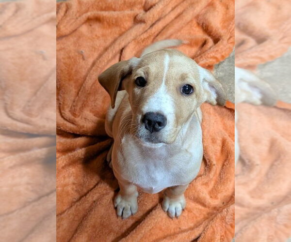 Medium Photo #3 Labrador Retriever Puppy For Sale in Southbury, CT, USA
