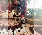 Small Photo #8 YorkiePoo Puppy For Sale in BARNETT, MO, USA