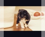 Small Photo #2 Australian Shepherd Puppy For Sale in DIAMOND VALLEY, UT, USA