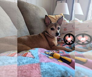 Chihuahua Dogs for adoption in Lebanon, PA, USA