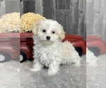 Small Photo #1 Havanese Puppy For Sale in CANOGA, NY, USA