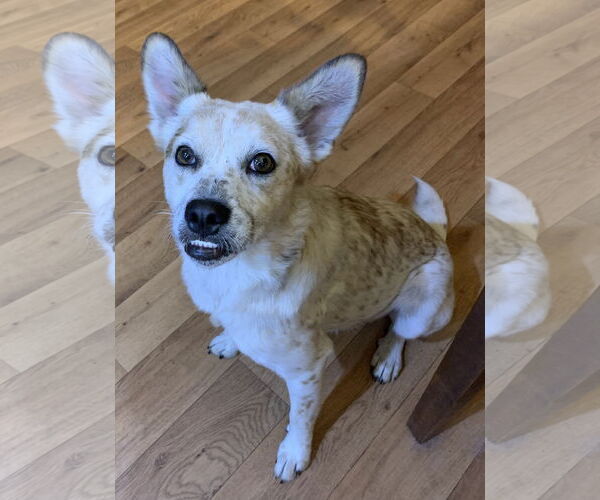 Medium Photo #1 Red Heeler-Unknown Mix Puppy For Sale in Harrison, AR, USA