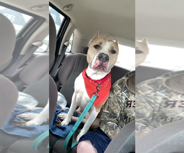 Medium Photo #2 American Staffordshire Terrier-Labrador Retriever Mix Puppy For Sale in Evansville, IN, USA