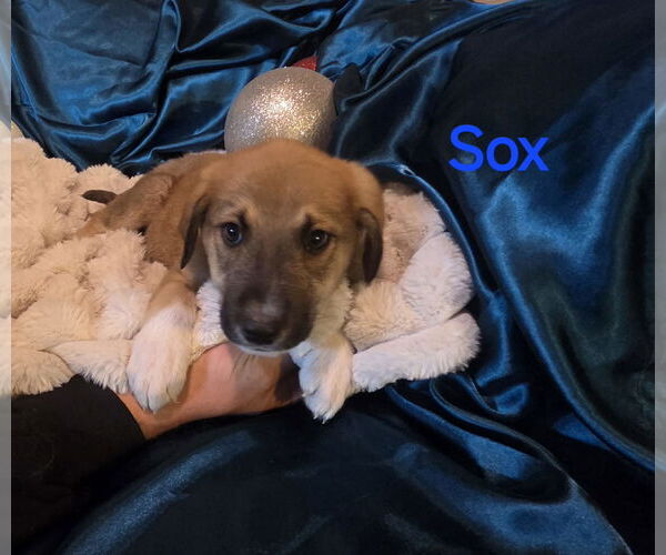 Medium Photo #1 Anatolian Pyrenees Puppy For Sale in MIDWAY, UT, USA