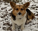 Small Photo #1 Pembroke Welsh Corgi Puppy For Sale in BURLESON, TX, USA