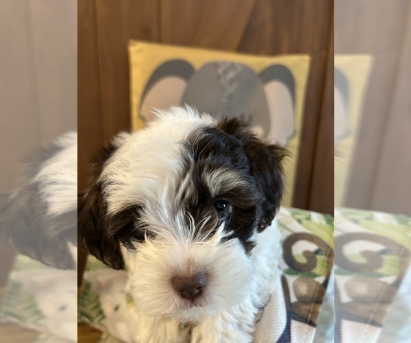 Medium Photo #3 Poodle (Miniature) Puppy For Sale in WASHINGTON COURT HOUSE, OH, USA