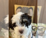 Small #2 Poodle (Miniature)