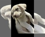 Puppy 6 American Pit Bull Terrier-Labrador Retriever Mix