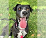 Small #7 Labrador Retriever Mix