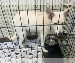 German Shepherd Dog-Unknown Mix Dogs for adoption in Texas City, TX, USA