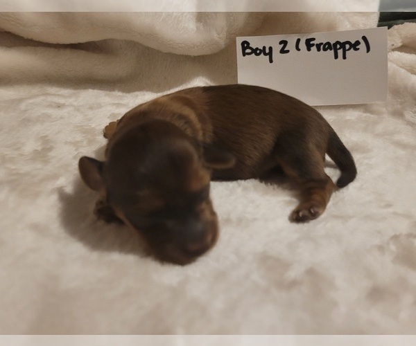 Medium Photo #40 Dachshund Puppy For Sale in PINSON, AL, USA