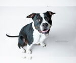 Small #1 American Pit Bull Terrier