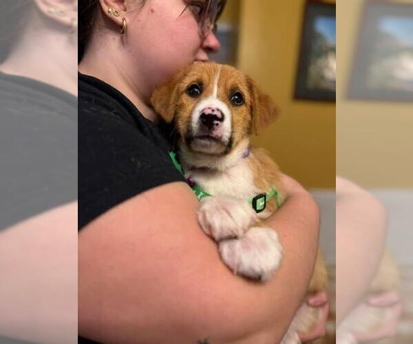 Medium Photo #1 Beagle-Unknown Mix Puppy For Sale in Westminster, MD, USA