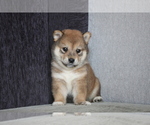 Small Photo #4 Shiba Inu Puppy For Sale in BEVERLY HILLS, CA, USA