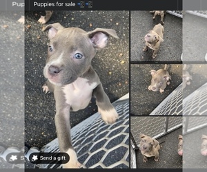 Bullypit Puppy for Sale in SPRINGFIELD, Massachusetts USA