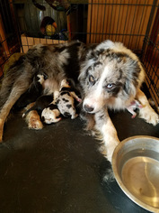 Mother of the Border Collie puppies born on 02/11/2018
