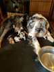 Small Photo #1 Border Collie Puppy For Sale in ENGLEWOOD, TN, USA