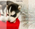 Small Photo #6 Siberian Husky Puppy For Sale in WASHBURN, WI, USA