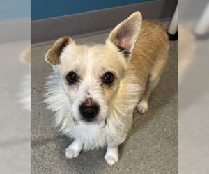 Mutt Dogs for adoption in Salinas, CA, USA