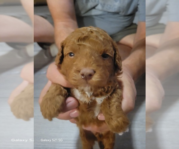 Medium Photo #8 Goldendoodle mix (+ Poodle Standard) Puppy For Sale in MILFORD, UT, USA
