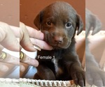 Small Photo #3 Labrador Retriever Puppy For Sale in MONROE, GA, USA
