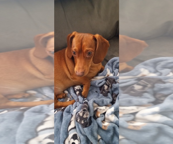 Medium Photo #1 Dachshund Puppy For Sale in DES MOINES, IA, USA