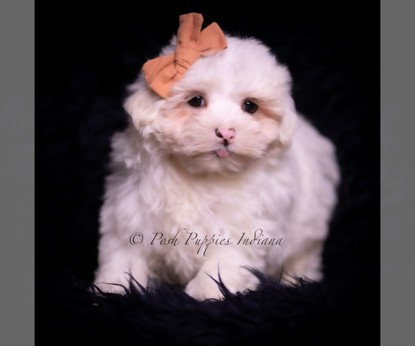 Medium Photo #72 Maltese Puppy For Sale in WARSAW, IN, USA