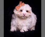 Small Photo #72 Maltese Puppy For Sale in WARSAW, IN, USA