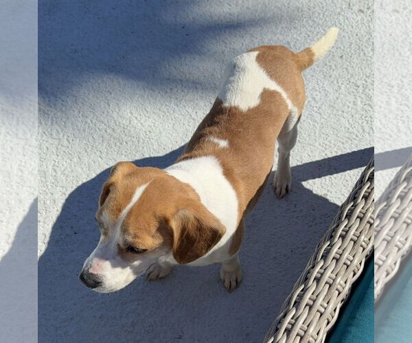 Medium Photo #8 Beagle-Unknown Mix Puppy For Sale in Dunnellon, FL, USA