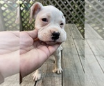 Small Photo #18 Boxer Puppy For Sale in HUMBOLDT, TN, USA
