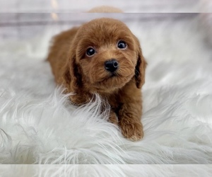 Cavapoo Puppy for sale in HUFFMAN, TX, USA