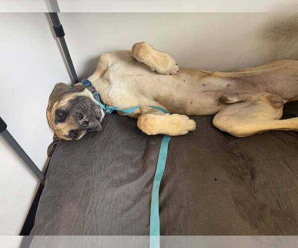 Medium Photo #8 Mutt Puppy For Sale in Goodyear, AZ, USA