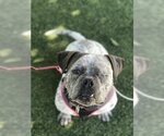 Small Photo #2 Bulldog Puppy For Sale in Oakley, CA, USA