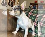 Small Photo #4 French Bulldog Puppy For Sale in GREENVILLE, TX, USA