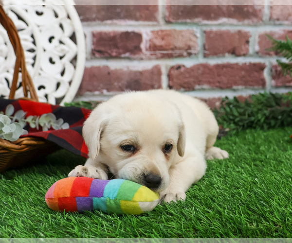 Medium Photo #10 Labrador Retriever Puppy For Sale in SYRACUSE, IN, USA