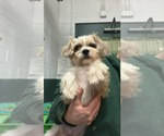 Small Shih Tzu Mix