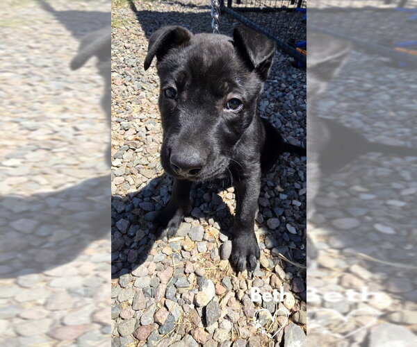 Medium Photo #2 American Pit Bull Terrier-German Shepherd Dog Mix Puppy For Sale in Monte Vista, CO, USA