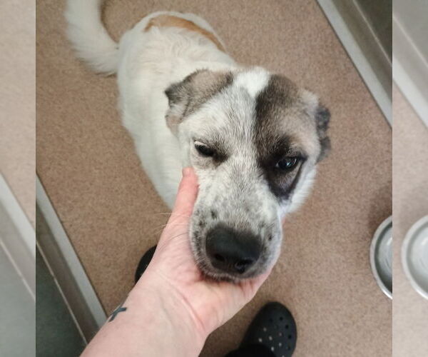 Medium Photo #2 Anatolian Shepherd-Unknown Mix Puppy For Sale in Canton, CT, USA