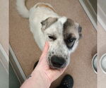 Small #1 Anatolian Shepherd Mix