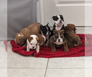 Bulldog Puppy for sale in SPRING HILL, FL, USA